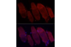 Immunofluorescence analysis of rat skeletal muscle cells using Fbx32/FBOX32 Rabbit pAb (ABIN3017561, ABIN3017562, ABIN3017563, ABIN1679825 and ABIN6220155) at dilution of 1:50 (40x lens).