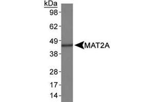 Western blot analysis of MAT2A in HepG2 whole cell lysates using MAT2A polyclonal antibody . (MAT2A antibody  (AA 100-200))