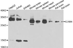 Western blot analysis of extracts of various cell lines, using ICAM4 antibody (ABIN4903997) at 1:1000 dilution.