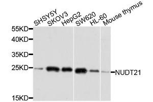 Western blot analysis of extracts of various cell lines, using NUDT21 antibody. (NUDT21 antibody  (AA 1-227))