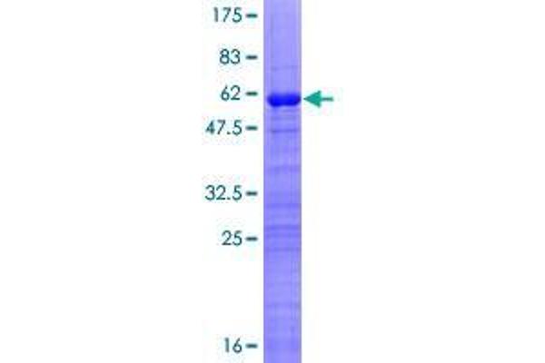 GATAD1 Protein (AA 1-269) (GST tag)