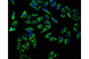 Immunofluorescence staining of Hela cells with ABIN7145154 at 1:66, counter-stained with DAPI.