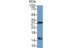 Western Blot; Sample: Canine Stomach lysate; Primary Ab: 1µg/ml Rabbit Anti-Canine CA2 Antibody Second Ab: 0. (CA2 antibody)