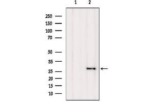 Western blot analysis of extracts from Mouse brain, using FA58A Antibody.