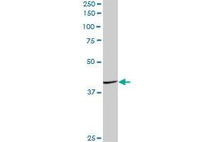 FAIM3 MaxPab polyclonal antibody. (FAIM3 antibody  (AA 1-390))
