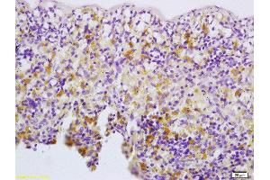 Formalin-fixed and paraffin embedded rat spleen labeled with Anti-Thrombopoietin Polyclonal Antibody, Unconjugated  at 1:200 followed by conjugation to the secondary antibody and DAB staining (Thrombopoietin antibody  (AA 21-120))