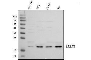 Western blot analysis of SFRS3 using anti-SFRS3 antibody (ABIN3043298). (SRSF3 antibody  (N-Term))
