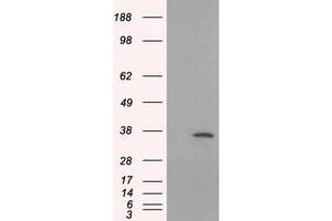 Western Blotting (WB) image for anti-Serine Racemase (SRR) antibody (ABIN1501133) (SRR antibody)