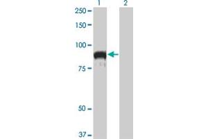 Western Blot analysis of TOP3B expression in transfected 293T cell line by TOP3B monoclonal antibody (M04), clone 1H4. (TOP3B antibody  (AA 1-862))