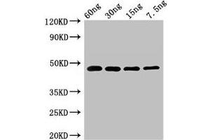 anti-PPX1 (AA 1-397) antibody