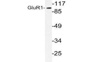 Western blot (WB) analyzes of GluR1 antibody in extracts from COS-7 cells. (Glutamate Receptor 1 antibody)