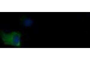 Image no. 1 for anti-Mdm4-binding Protein (MDM4) antibody (ABIN1499359) (MDM4-binding Protein antibody)