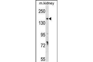 Western blot analysis in mouse kidney tissue lysates (35ug/lane). (GREB1 antibody  (AA 1417-1446))