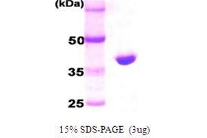 SDS-PAGE (SDS) image for HtrA Serine Peptidase 2 (HTRA2) (full length) protein (His tag) (ABIN666802) (HTRA2 Protein (full length) (His tag))