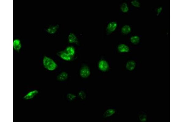 USP46 antibody  (AA 66-166)