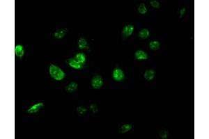 Immunofluorescence staining of A549 cells with ABIN7174336 at 1:267, counter-stained with DAPI.