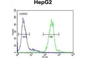 Image no. 2 for anti-Cathepsin H (CTSH) (AA 32-62), (N-Term) antibody (ABIN452890) (Cathepsin H antibody  (N-Term))