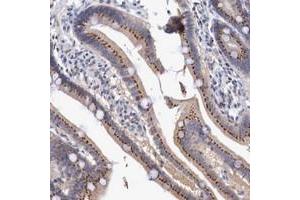 Immunohistochemical staining of human duodenum with SYAP1 polyclonal antibody  shows strong granular cytoplasmic positivity in glandular cells at 1:500-1:1000 dilution. (SYAP1 antibody  (AA 150-265))