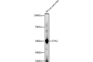 Western blot analysis of extracts of Mouse pancreas, using CP antibody (ABIN7266079) at 1:1000 dilution. (CPA3 antibody  (AA 110-417))