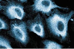 Immunofluorescence staining of human endothelial cells. (PIK3CD antibody  (AA 73-90))
