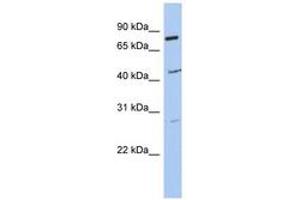 CCDC63 antibody  (AA 215-264)