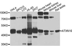 Western blot analysis of extracts of various cells, using ATXN10 antibody. (Ataxin 10 antibody)