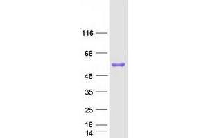 Validation with Western Blot (FGG Protein (Myc-DYKDDDDK Tag))