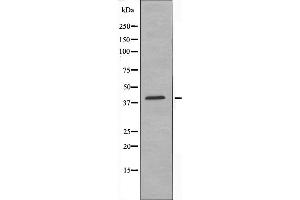 Western blot analysis of RUNX3 expression in HUVEC cells (RUNX3 antibody  (Internal Region))