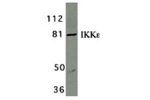 Western Blotting (WB) image for anti-Inhibitor of kappa Light Polypeptide Gene Enhancer in B-Cells, Kinase epsilon (IKBKE) (C-Term) antibody (ABIN1030432) (IKKi/IKKe antibody  (C-Term))