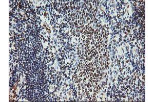 Image no. 6 for anti-Myeloid Leukemia Factor 1 (MLF1) antibody (ABIN1499493)