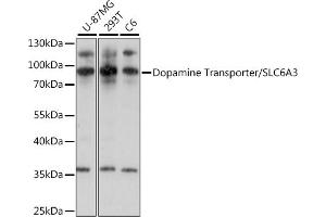 Western blot analysis of extracts of various cell lines, using Dopamine Transporter/SLC6 antibody (ABIN7270474) at 1:1000 dilution.
