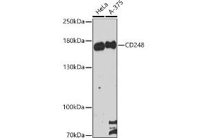 Western blot analysis of extracts of various cell lines, using CD248 antibody (ABIN6131286, ABIN6138149, ABIN6138151 and ABIN6216437) at 1:3000 dilution. (CD248 antibody  (AA 18-150))