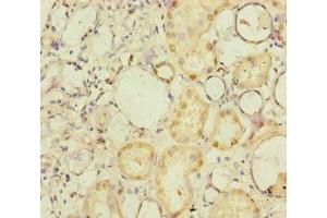 Immunohistochemistry of paraffin-embedded human kidney tissue using ABIN7165719 at dilution of 1:100 (NELL1 antibody  (AA 160-420))