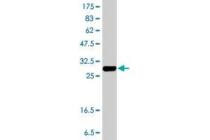Western Blotting (WB) image for anti-Killer Cell Lectin-Like Receptor Subfamily G, Member 1 (KLRG1) (AA 57-119) antibody (ABIN564422)