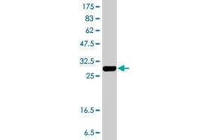 Western Blot detection against Immunogen (33. (KLRG1 antibody  (AA 57-119))