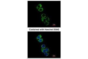 ICC/IF Image Immunofluorescence analysis of methanol-fixed Hep G2, using GSTA2, antibody at 1:500 dilution. (GSTa2 antibody)