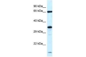 Western Blot showing Klhl12 antibody used at a concentration of 1. (KLHL12 antibody  (N-Term))