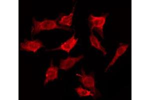 ABIN6274600 staining HepG2 by IF/ICC. (CDH19 antibody  (Internal Region))