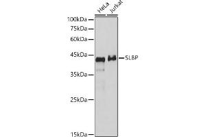 Western blot analysis of various lysates, using SLBP antibody (ABIN7270590) at 1:1000 dilution. (SLBP antibody)
