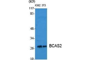 Western Blot (WB) analysis of specific cells using BCAS2 Polyclonal Antibody. (BCAS2 antibody  (C-Term))