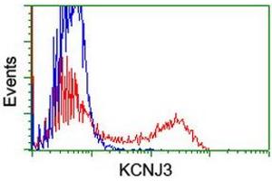Image no. 3 for anti-Potassium Inwardly-Rectifying Channel, Subfamily J, Member 3 (KCNJ3) (AA 279-501) antibody (ABIN1491309) (KCNJ3 antibody  (AA 279-501))
