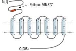 anti-Glutamate Receptor, Metabotropic 8 (GRM8) (AA 365-377), (Extracellular), (N-Term) antibody