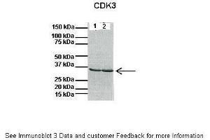 Lanes:   1: 40ug mouse heart lysate, 2: 40ug mouse heart lysate  Primary Antibody Dilution:   1:1000  Secondary Antibody:   Anti-rabbit HRP  Secondary Antibody Dilution:   1:10000  Gene Name:   CDK3  Submitted by:   Anonymous (CDK3 antibody  (C-Term))