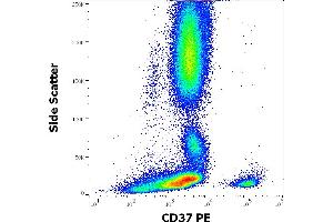 Flow cytometry surface staining pattern of human peripheral whole blood stained using anti-human CD37 (MB-1) PE antibody (10 μL reagent / 100 μL of peripheral whole blood). (CD37 antibody  (PE))