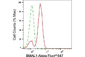 anti-Aryl Hydrocarbon Receptor Nuclear Translocator-Like (ARNTL) antibody