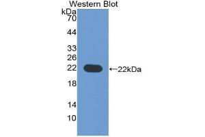 CD276 antibody  (AA 47-219)