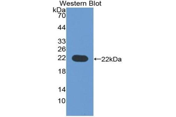 CD276 抗体  (AA 47-219)