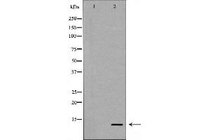Western blot analysis of Caspase 9 (Cleaved-Asp353) expression in NIH/3T3 cells treated with etoposide,The lane on the left is treated with the antigen-specific peptide. (Caspase 9 antibody  (Cleaved-Asp353))