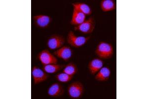 IF analysis of IFT43 using anti-IFT43 antibody (ABIN7599083). (IFT43 antibody  (AA 1-208))