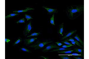 Immunofluorescence of purified MaxPab antibody to MRPS34 on HeLa cell. (MRPS34 antibody  (AA 1-218))